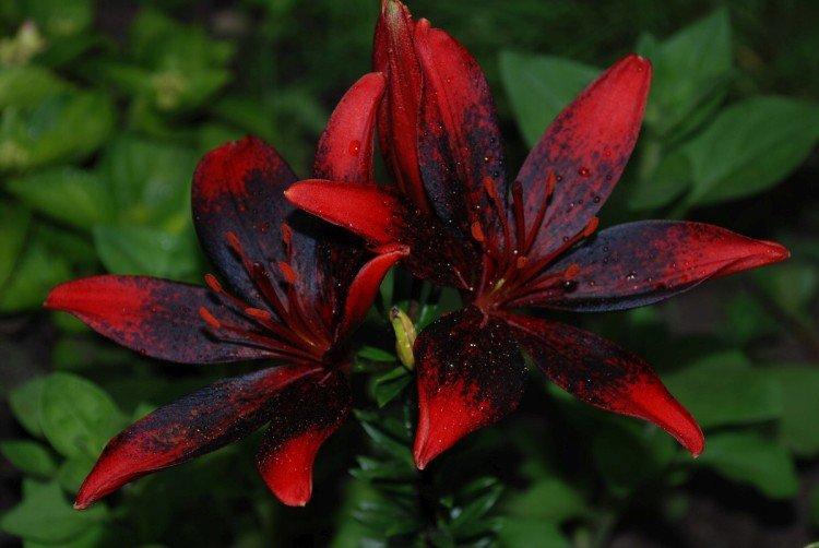 Lys - photo Lys - photo