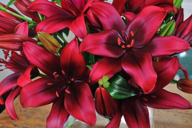 Lys - photo Lys - photo