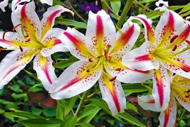 Lys - photo Lys - photo