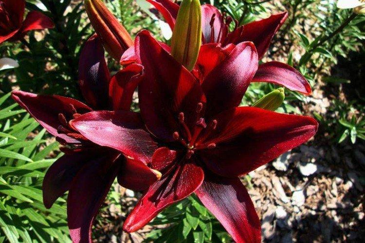 Lys - photo Lys - photo