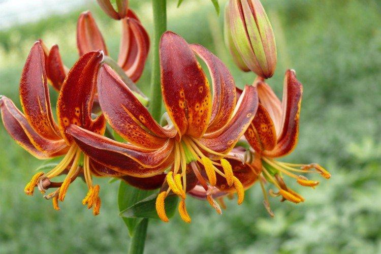 Lys - photo Lys - photo