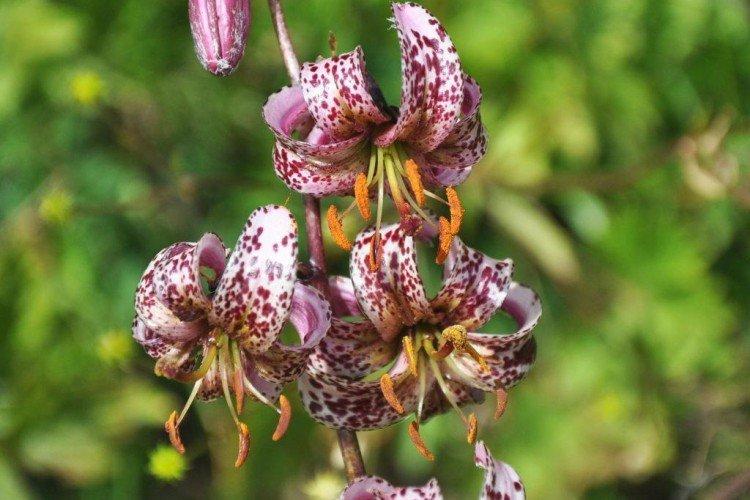 Lys - photo Lys - photo