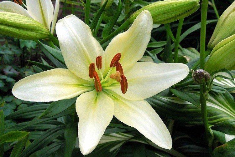 Lys - photo Lys - photo