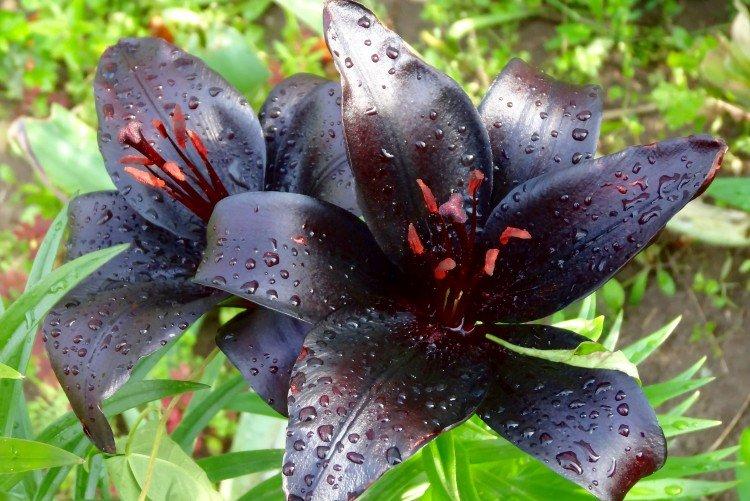 Lys - photo Lys - photo