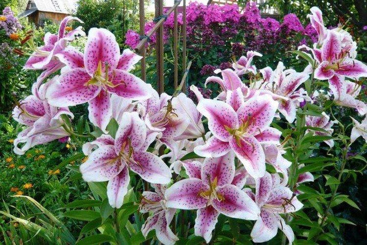 Lys - photo Lys - photo