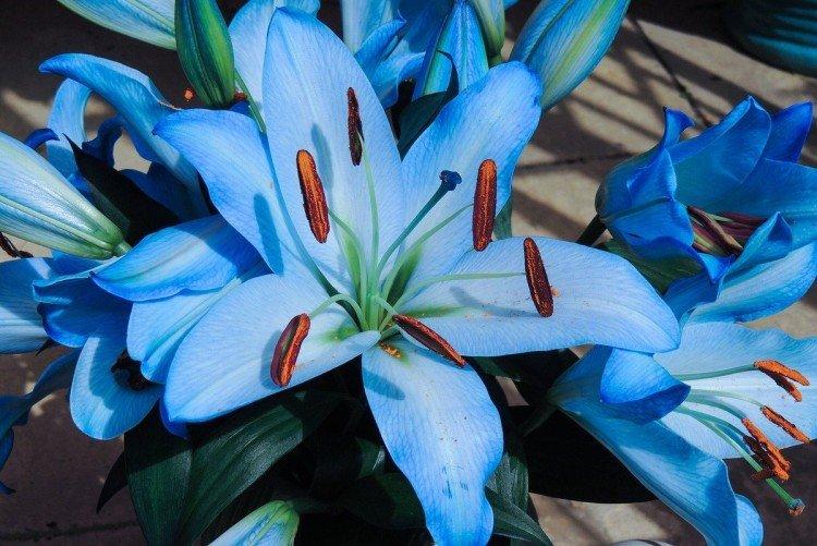 Lys - photo Lys - photo