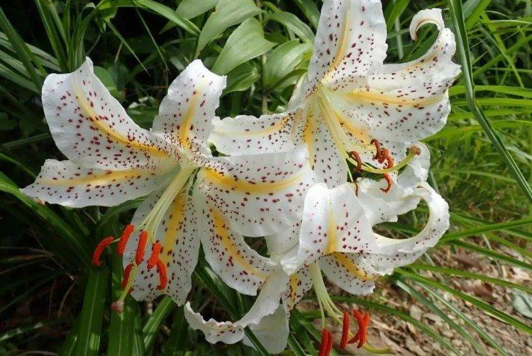 Lys - photo Lys - photo