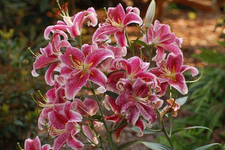 Lys - photo Lys - photo