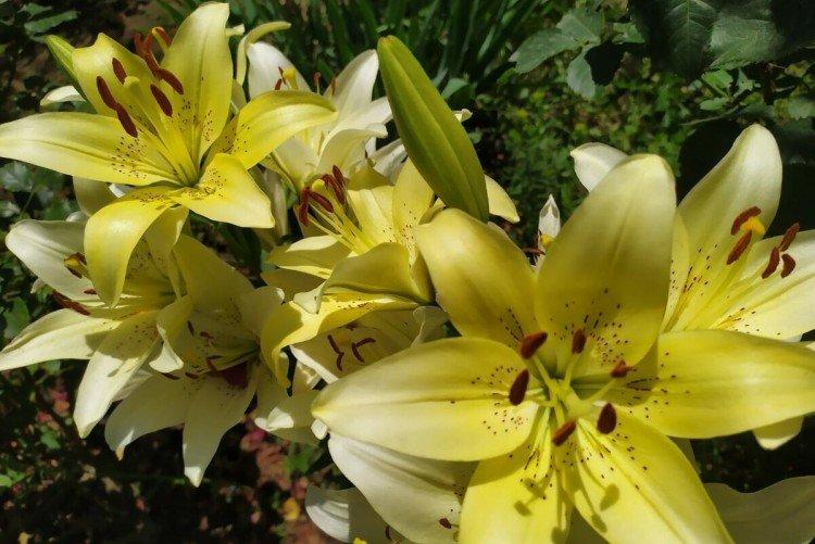 Lys - photo Lys - photo