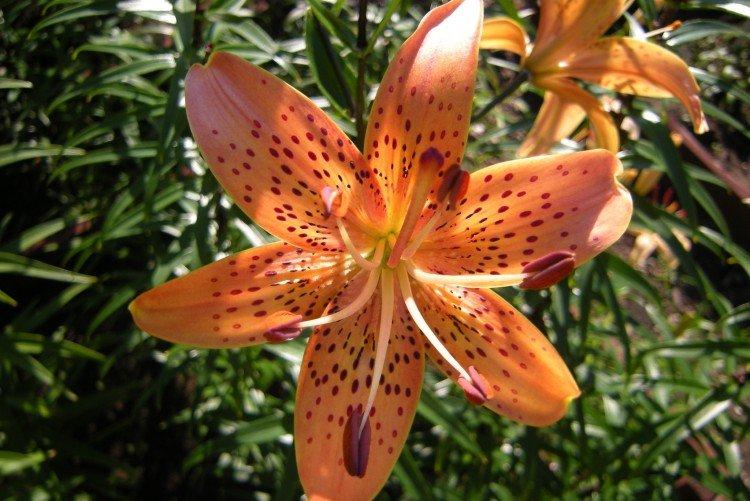 Lys américains Lys américains