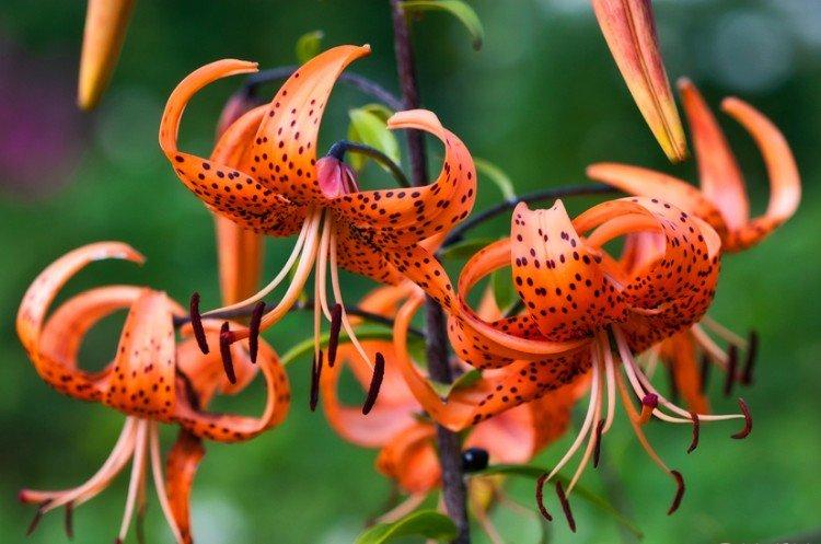 Lys - photo Lys - photo