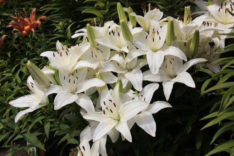 Lys - photo Lys - photo