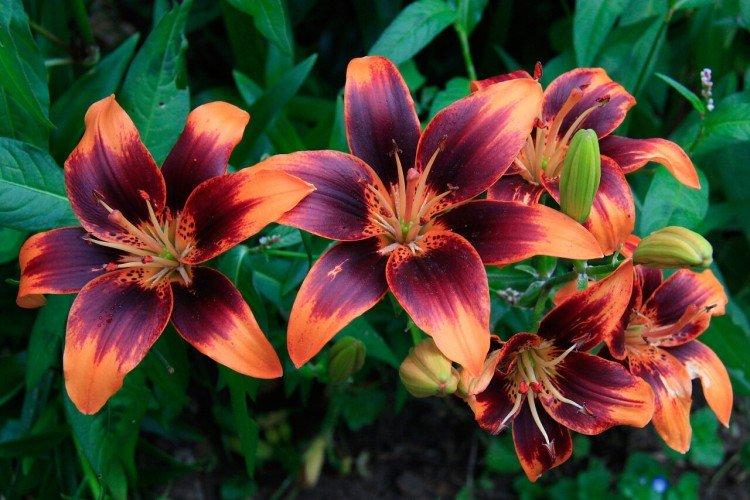 Lys - photo Lys - photo