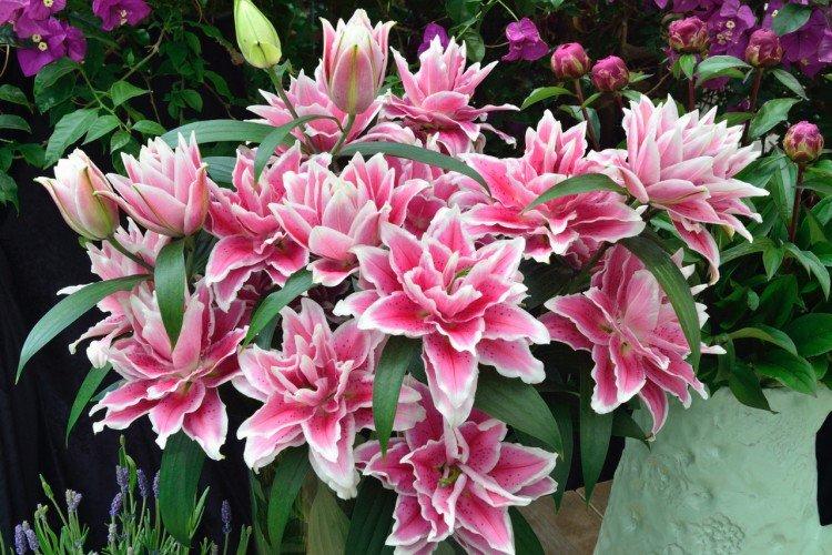 Lys d'Orient Lys d'Orient