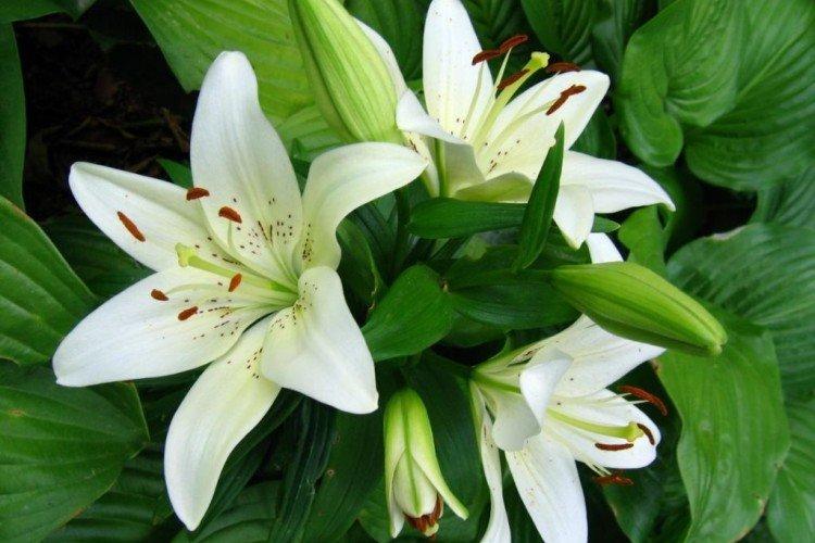 Température Température