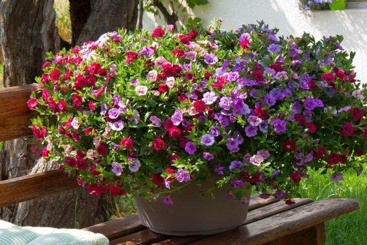 Plantation et sélection