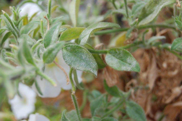 Lutte contre les parasites et les maladies