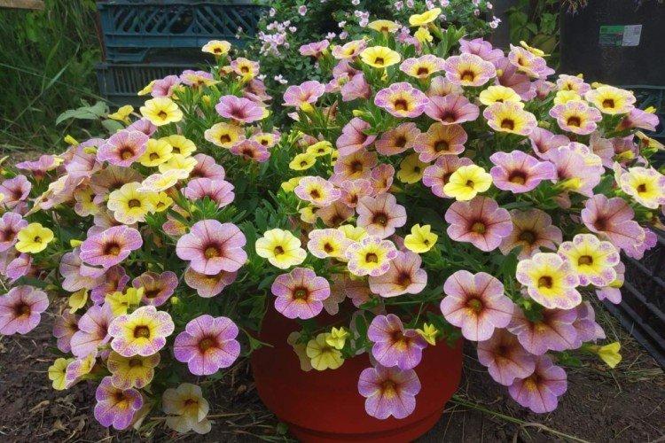 Calibrachoa - photo