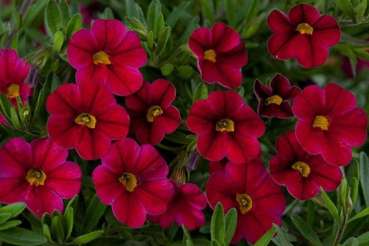 Calibrachoa - photo