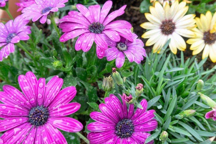 Lutte contre les parasites et les maladies