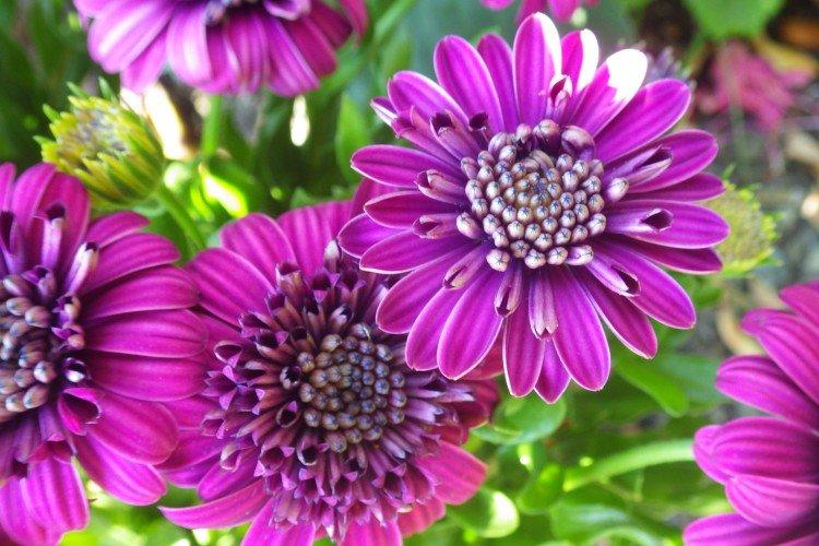 Ostéospermum - photo