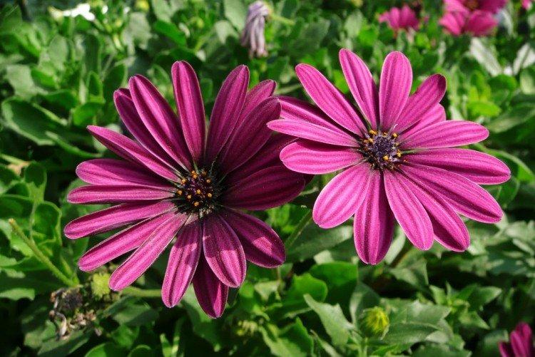 Ostéospermum - photo