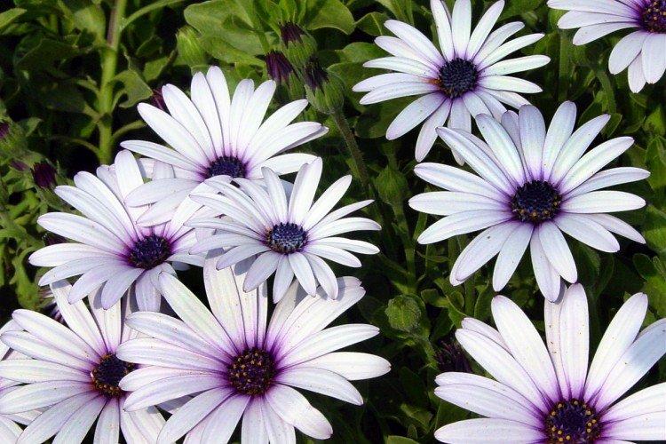 Ostéospermum Eklona