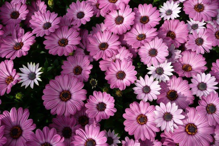 Ostéospermum - photo