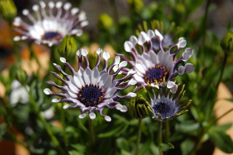 Ostéospermum - photo