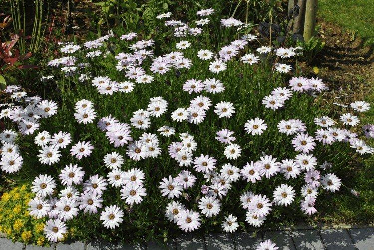 Ostéospermum - photo