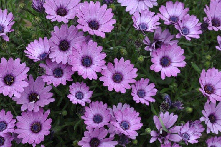 Ostéospermum - photo