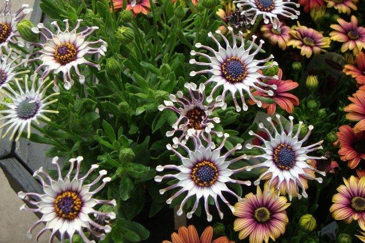 Ostéospermum - photo