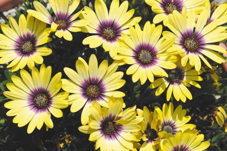 Hybride Ostéospermum