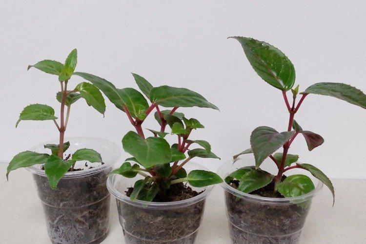 Plantation et sélection