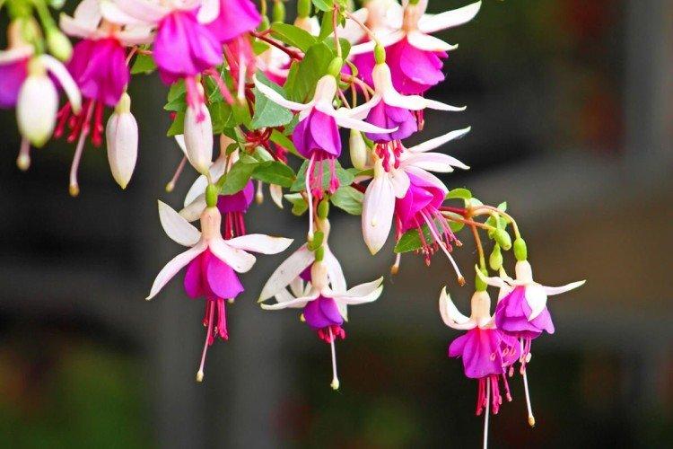 Fuchsia - photo