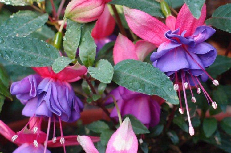 Fuchsia - photo