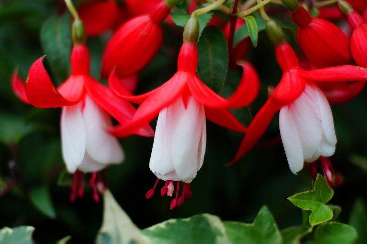 Fuchsia - photo