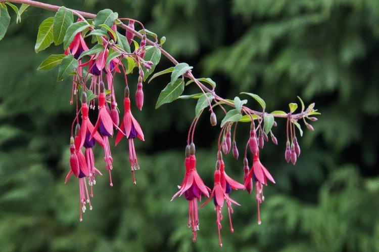 Fuchsia - photo