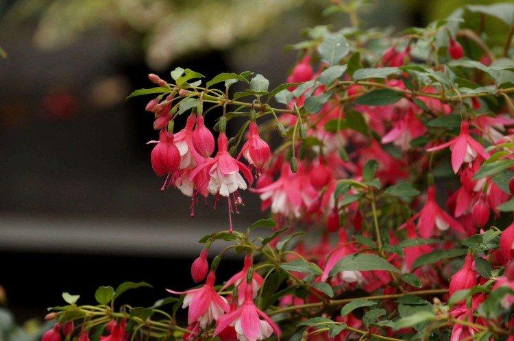 Fuchsia - photo