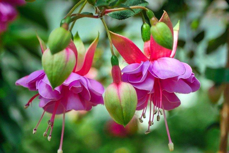 Fuchsia - photo