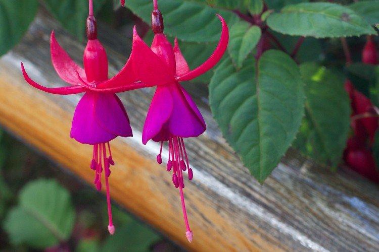 Fuchsia - photo