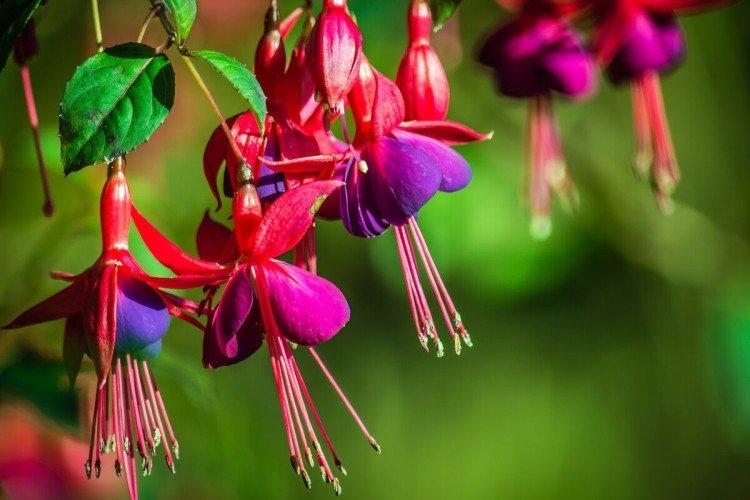 Fuchsia - photo