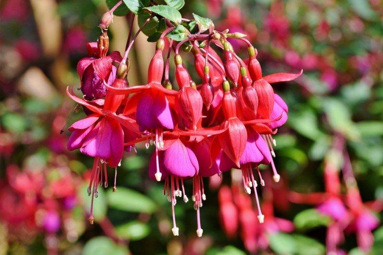 Thyroïde fuchsia
