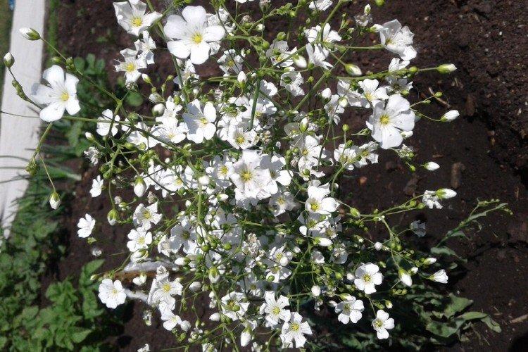 Lutte contre les parasites et les maladies