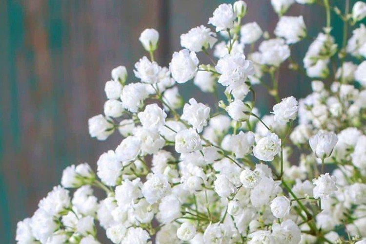 Gypsophile - photo