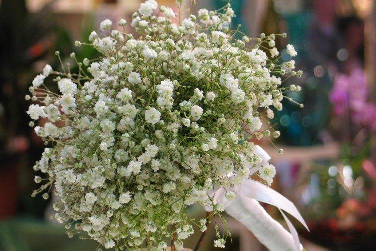 Gypsophile - photo