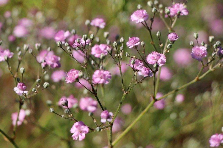 Gypsophile - photo