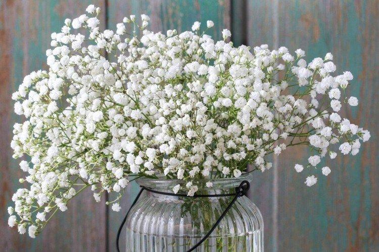 Gypsophile - photo