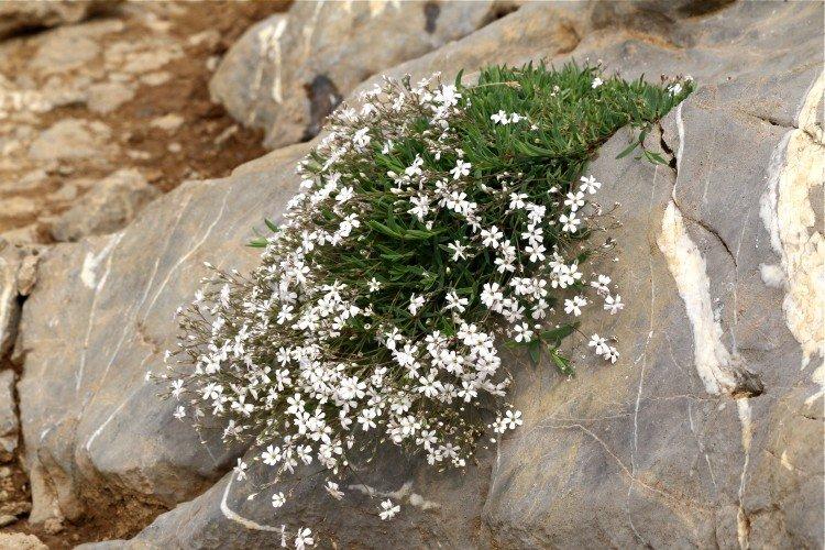 Gypsophile rampante