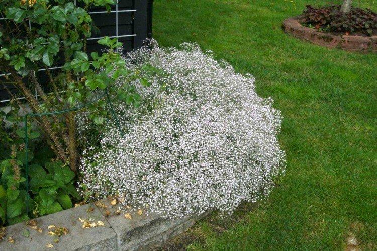 Gypsophile - photo